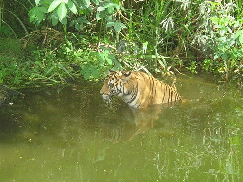 Safari Park - Photo by Flickr's Roodee